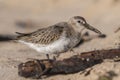 Dunlin (Calidris alpina) on the beach during autumn migration Royalty Free Stock Photo