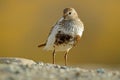 Dunlin, Calidris alpina, water bird in the nature habitat in Svalbard, Norway. Dunlin siting on the stone, Arctic summer wildlife Royalty Free Stock Photo