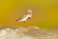 Dunlin, Calidris alpina, water bird in the nature habitat in Svalbard, Norway. Dunlin siting on the stone, Arctic summer wildlife Royalty Free Stock Photo