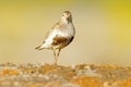 Dunlin, Calidris alpina, water bird in the nature habitat in Svalbard, Norway. Dunlin siting on the stone, Arctic summer wildlife Royalty Free Stock Photo