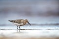 Dunlin feeding at the beach Royalty Free Stock Photo