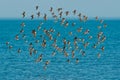 Dunlin - Calidris alpina