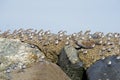 Dunlin Royalty Free Stock Photo