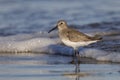 Dunlin foraging on a beach in winter