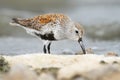 Dunlin Foraging in Foam, Reesor Pond, Markham, Ontario Royalty Free Stock Photo