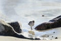 Dunlin foraging among rocks Royalty Free Stock Photo