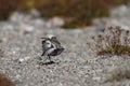 Dunlin, a medium sized sandpiper walking away Royalty Free Stock Photo