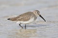 Dunlin in non-breeding plumage foraging on a Florida beach Royalty Free Stock Photo