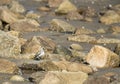 Dunlin among rocks Royalty Free Stock Photo