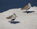 Calidris Alpina Dunlin Posing With Friend In Background Royalty Free Stock Photo