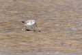 A Dunlin hunts for food at the beach in Muscat, Oman Calidris alpina. Royalty Free Stock Photo