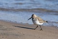 A Dunlin sandpiper bird along the beach