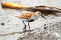 Dunlin, shorebird Royalty Free Stock Photo