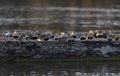 Dunlin shorebird in breeding plumage