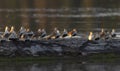 Dunlin shorebird in breeding plumage