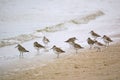 Dunlin Shorebirds on the beach Royalty Free Stock Photo
