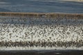 Dunlin Shorebirds Flock in Flight