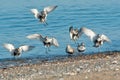 Dunlin - Calidris alpina Royalty Free Stock Photo