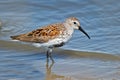 Dunlin Royalty Free Stock Photo