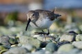 Dunlin walks along pebble beach in winter morning sun Royalty Free Stock Photo