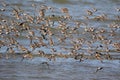 Sandpipers in Flight Royalty Free Stock Photo