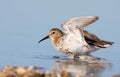 Dunlin with winter plumage Royalty Free Stock Photo