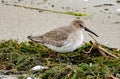 Dunlin in Winter Plumage on a Beach Royalty Free Stock Photo