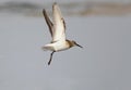 A dunlin in winter plumage in flight Royalty Free Stock Photo