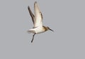 A dunlin in winter plumage in flight