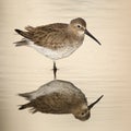 Dunlin in winter plumage reflecting in a pond in late afternoon