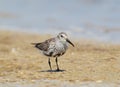 A dunlin in winter plumage stands on the sand Royalty Free Stock Photo