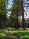 The Dunmore Redwood Avenue near Falkirk