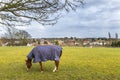 Dunmow, Thaxted, Essex, UK , A horse in a cape grazes on a green meadow against the backdrop of an old town