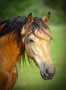 Dunn Horse head shot Royalty Free Stock Photo