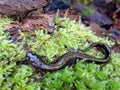 Dunn's Salamander Crawling on Moss