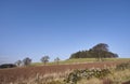 Dunnichen Hill and woodland, with its surrounding Farmland and Grassland upon which Scottish Hill Sheep graze.