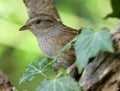 Dunnock