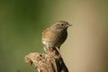 Dunnock