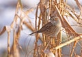 Dunnock Royalty Free Stock Photo