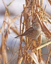 Dunnock