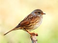 Dunnock