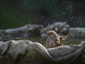 Dunnock bird in the bird bath Royalty Free Stock Photo