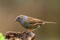 Dunnock bird Royalty Free Stock Photo