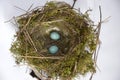 Dunnock Bird Nest and Blue Eggs