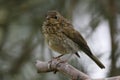 Dunnock bird perched Royalty Free Stock Photo