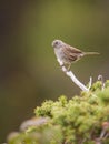 Dunnock bird