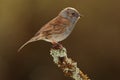 Dunnock bird. Royalty Free Stock Photo