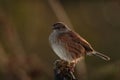 Dunnock bird. Royalty Free Stock Photo