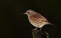 Dunnock bird. Royalty Free Stock Photo