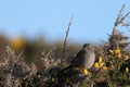 Dunnock on a gorse bush Royalty Free Stock Photo
